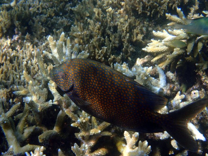 Siganus punctatus