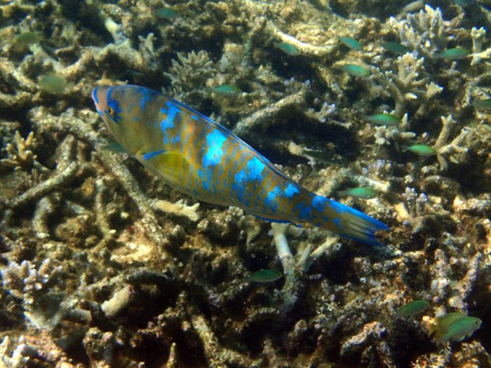 Scarus ghobban