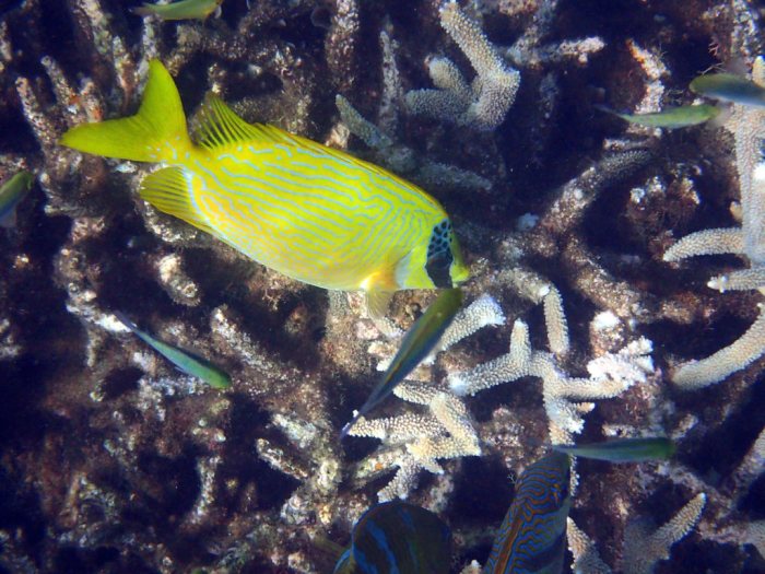 Siganus puellus
