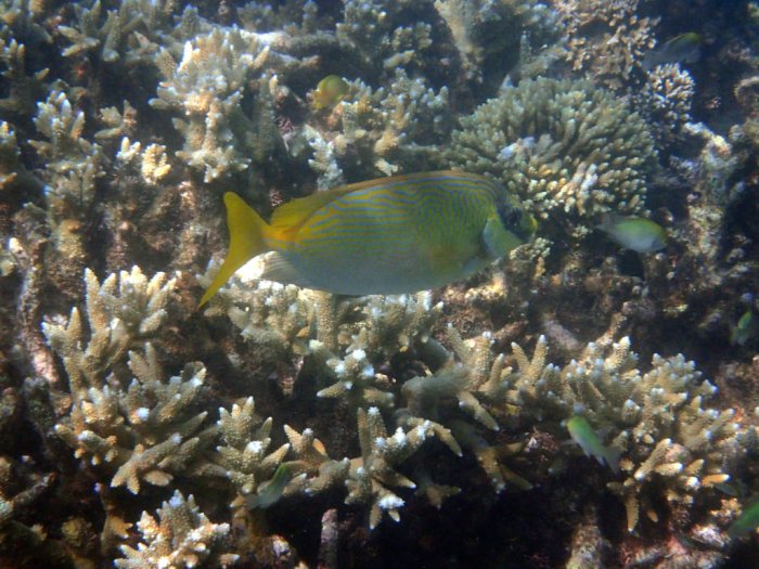Siganus doliatus