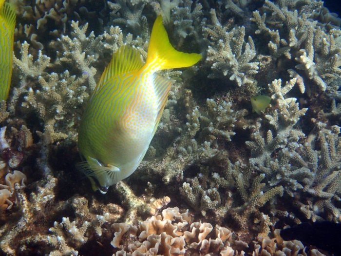 Siganus doliatus