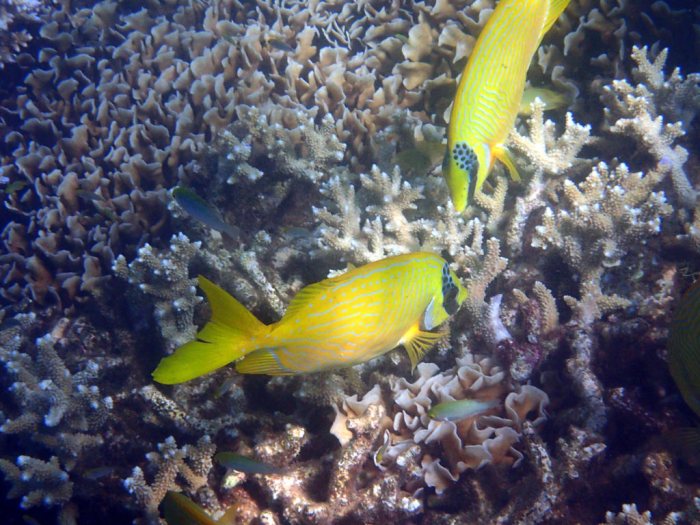 Siganus puellus