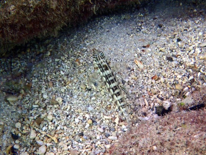 Parapercis australis