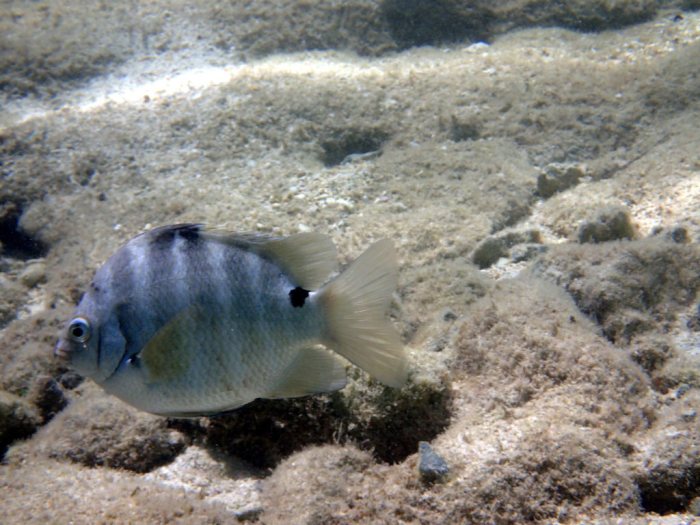 Abudefduf sordidus