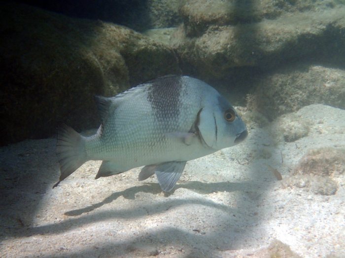 Plectorhinchus gibbosus