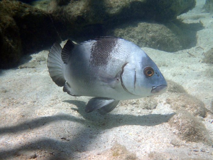 Plectorhinchus gibbosus