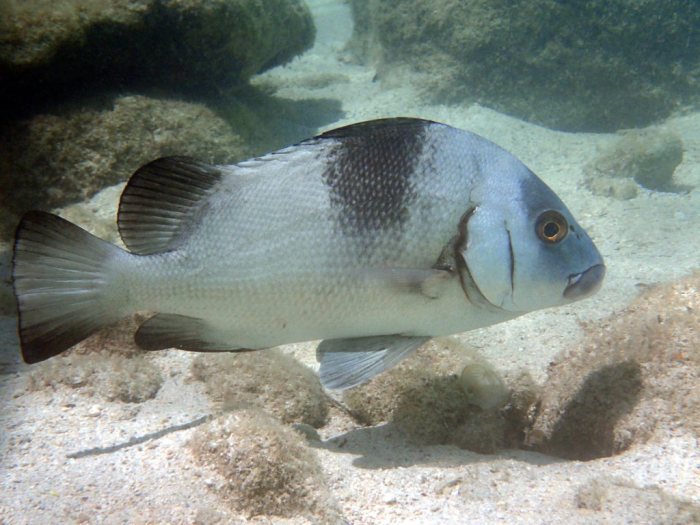 Plectorhinchus gibbosus