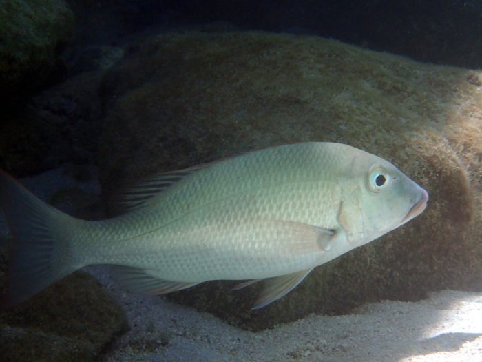 Lethrinus nebulosus