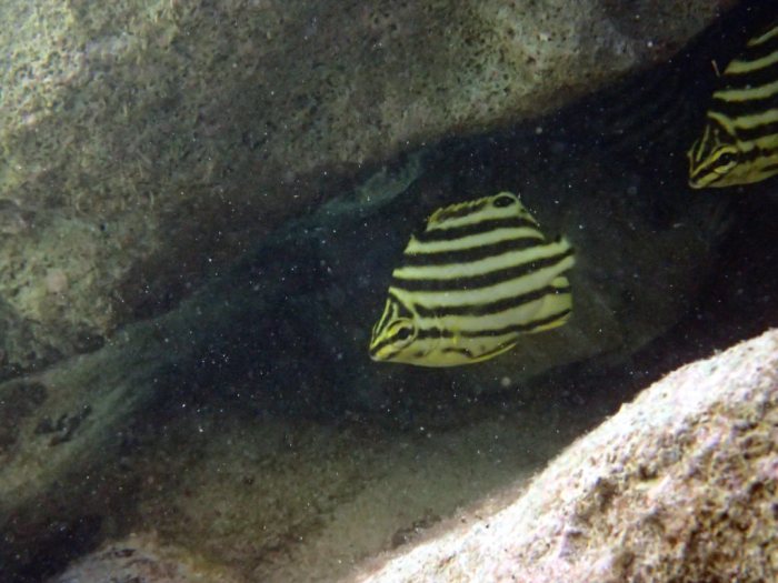 Microcanthus strigatus
