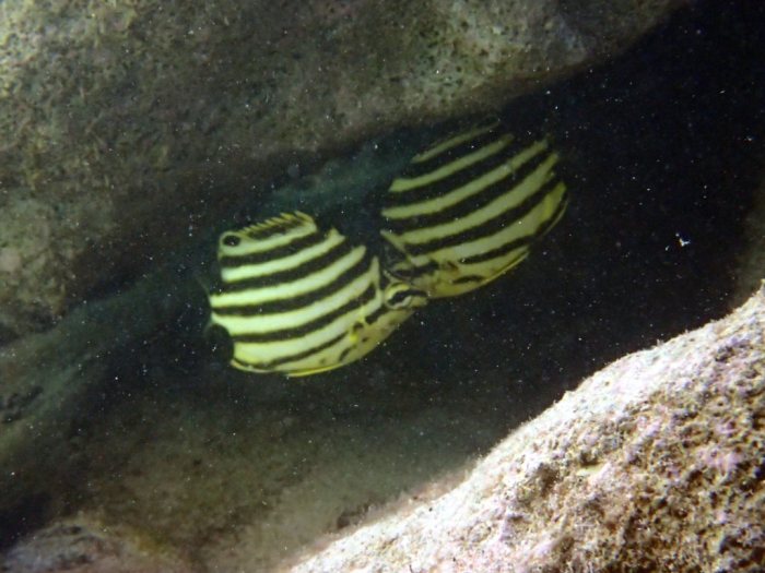 Microcanthus strigatus