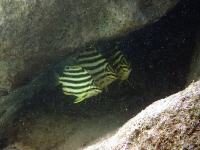 Microcanthus strigatus