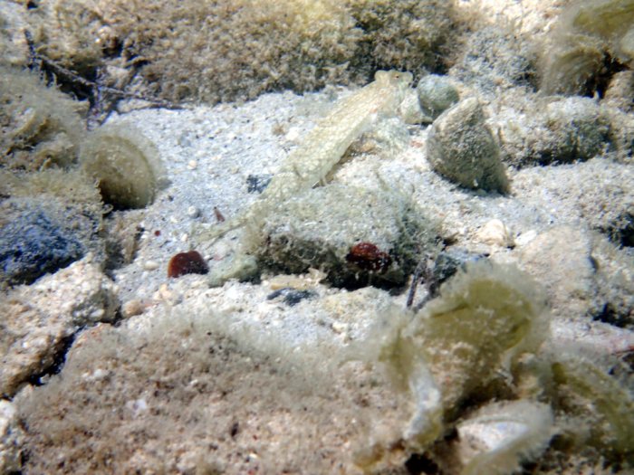 Callionymus rivatoni