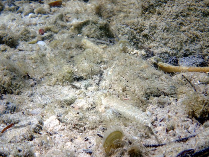 Callionymus rivatoni