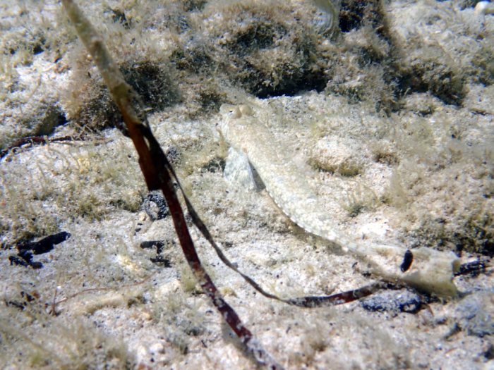 Callionymus rivatoni