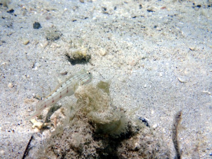 Valenciennea longipinnis