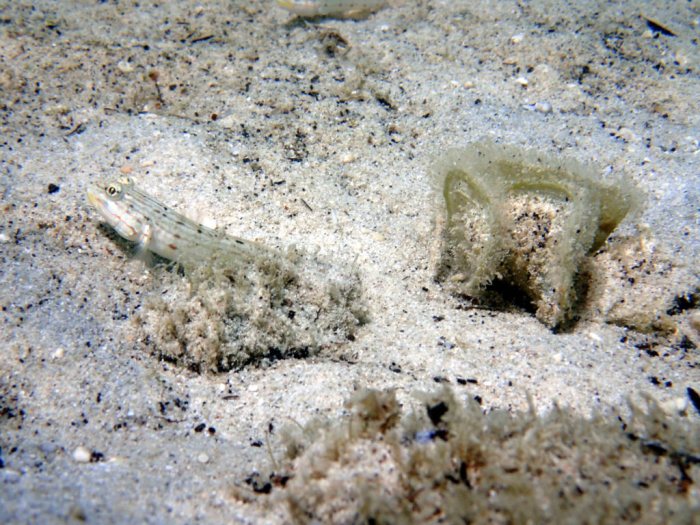 Valenciennea longipinnis