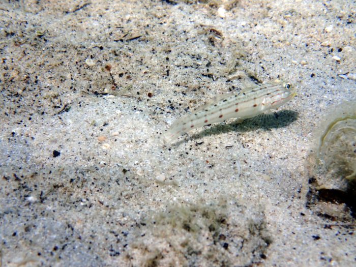 Valenciennea longipinnis