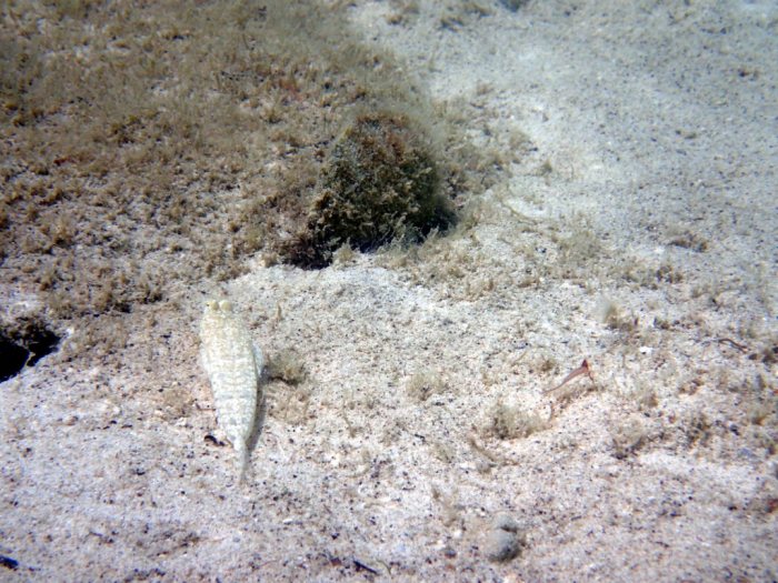 Callionymus rivatoni