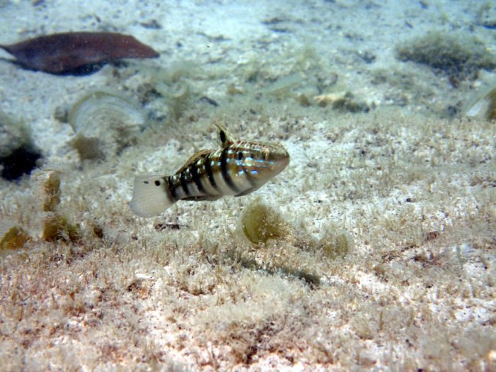 Amblygobius phalaena