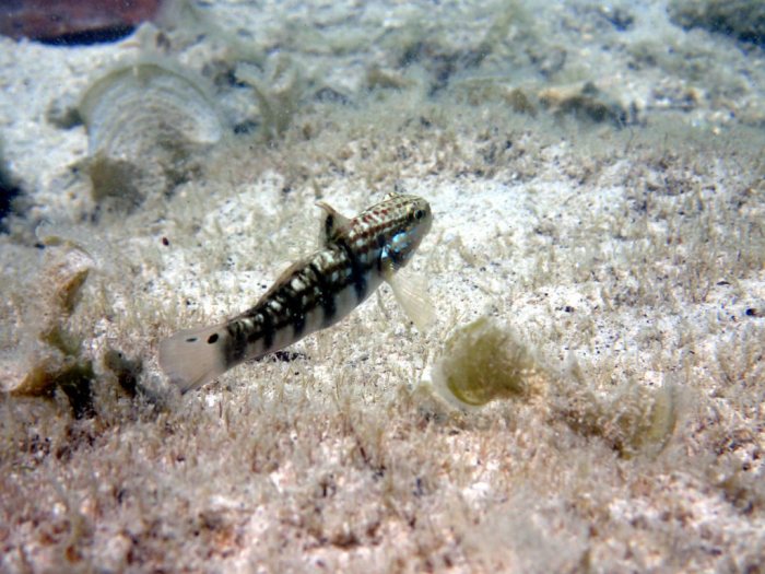 Amblygobius phalaena