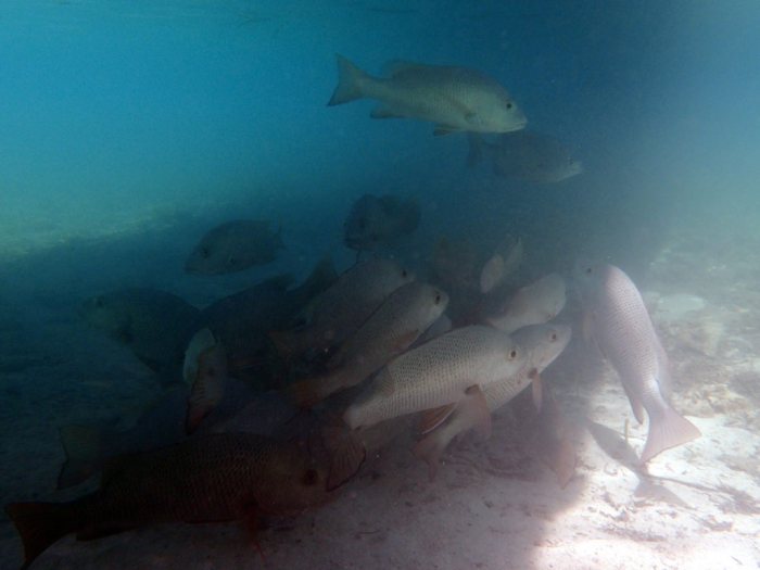 Lethrinus nebulosus