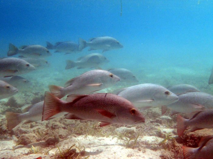 Lethrinus nebulosus