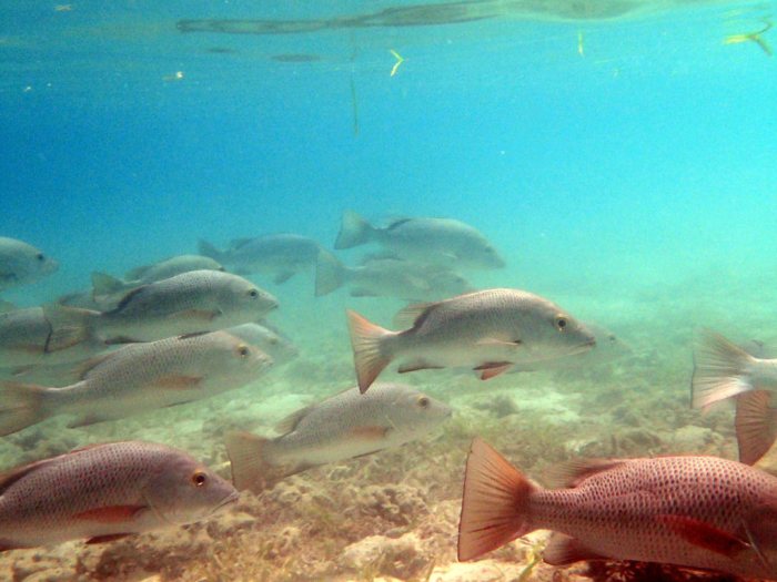 Lethrinus nebulosus