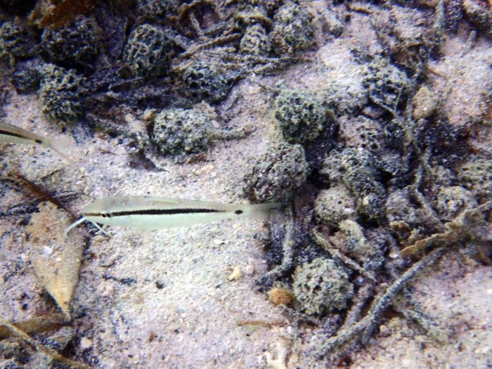 Parupeneus barberinus