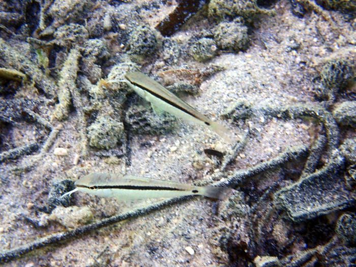 Parupeneus barberinus