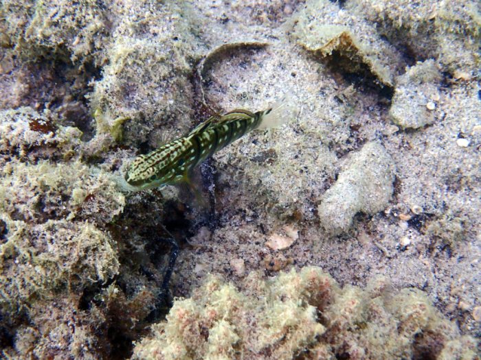 Amblygobius phalaena