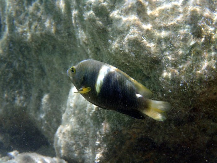 Chrysiptera biocellata