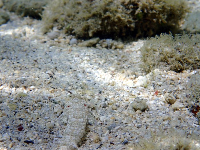 Callionymus rivatoni