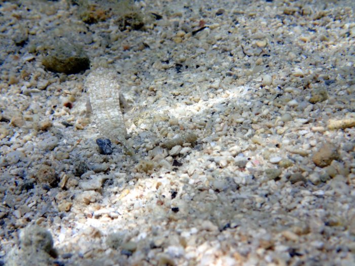 Callionymus rivatoni