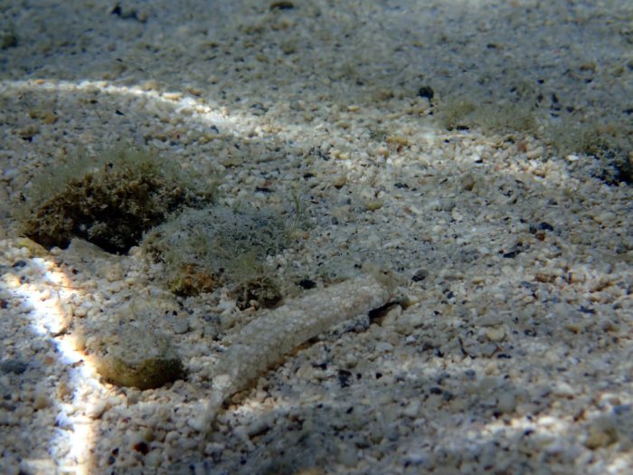 Callionymus rivatoni