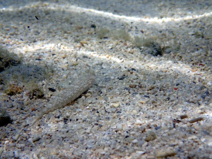 Callionymus rivatoni