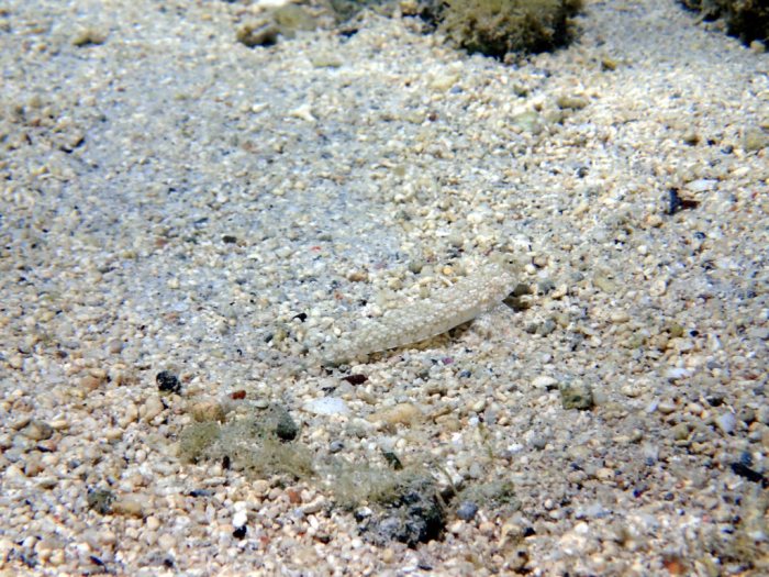 Callionymus rivatoni