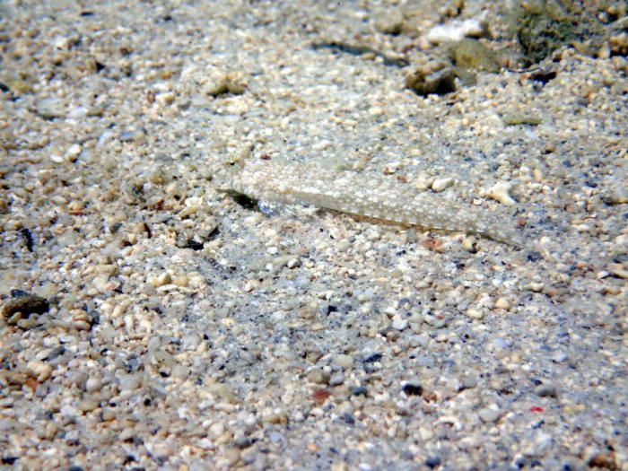 Callionymus rivatoni