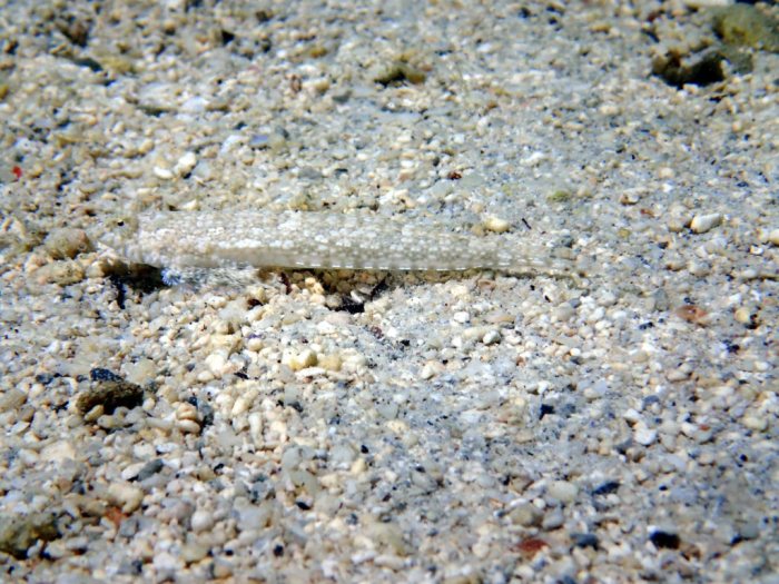 Callionymus rivatoni