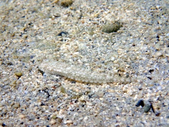 Callionymus rivatoni