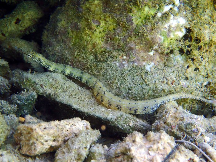 Corythoichthys intestinalis