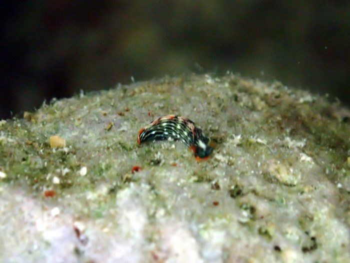 Thuridilla bayeri