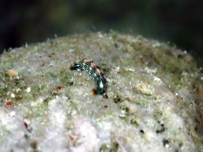 Thuridilla bayeri