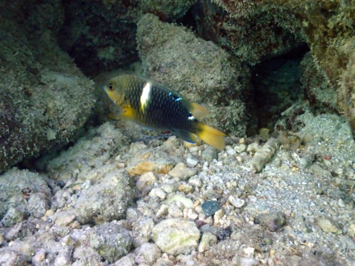 Chrysiptera biocellata