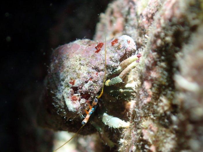 Bernard-l'ermite