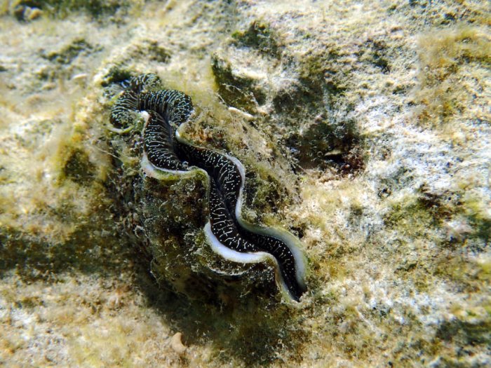 Bénitier
