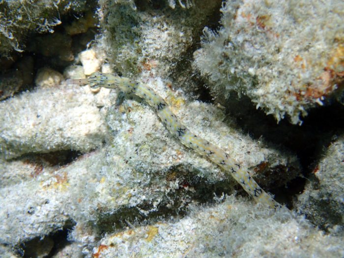 Corythoichthys haematopterus
