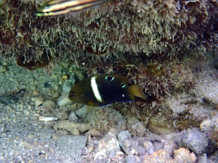 Chrysiptera biocellata