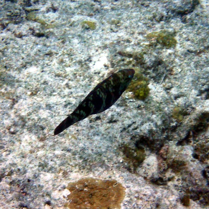 Choerodon graphicus