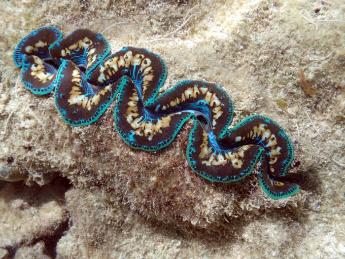 Bénitier