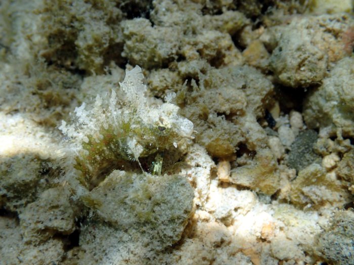 Poisson à trois nageoires